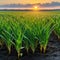 plant sprouts from the ground at sunset with the sun in the background and few