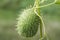 Plant squirting cucumber on green background