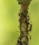 A plant stalk infected by aphids Aphidoidea. Between the aphids an ant Formicidae can be seen