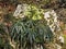 Plant of stinking hellebore