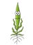 Plant stress. Young seedling mascot character. Trembling and fear. Green sprout growing. Agricultural problem. Vector