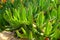 Plant succulents Carpobrotus edulis