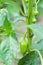 Plant sweet peppers in the stage of flowering and growth of fruit in your organic garden