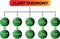 Plant taxonomy diagram - vector