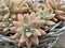 Plant Texture Natural Succulent Background Print