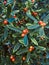 Plant texture. Silver buffaloberry Shepherdia argentea green l