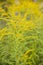 Plant textures and backgrounds. Yellow garden flowers.Canadian Gold Rod