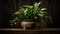 a plant thriving in a wooden pot, creating a vertical gardening background, offering an ideal interior design backdrop