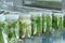 Plant tissue culture