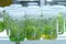 Plant tissue culture