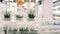 Plant tissue culture in the laboratory