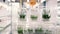 Plant tissue culture in the laboratory