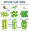 Plant tissue types vector illustration. Labeled educational structure scheme