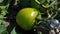 Plant tomatoes with green fruit