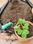 plant transplant, spring garden work, strawberry sprouts transplanted into a pot