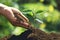 Plant a tree Hands are putting soil and water to the trees