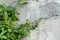 Plant and tree many species on crack cement wall. Tree growing through cracked wall