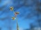 Plant on a Treed Sky Background