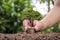 Plant trees with coins or money based on money planting