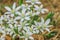 Plant umbels milk star with white flowers