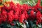 Plant variety salvia divinorum, bright red flowers in full bloom