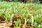 Plant Vegetable Garden/Vegetable on soil/Organic Pesticide for Vegetables