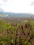 Plant Vegetation on Diamond Head Crater in Honolulu Hawaii