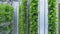 Plant vertical farms producing plant vaccines