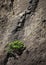 Plant on Volcanic Cliff in Masca Valley