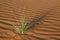Plant in the Wahiba Sands desert in Oman