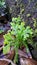 Plant on the wall in kerala during rainy season