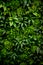 Plant wall natural green wallpaper and background
