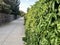 Plant wall next to a outdoor walkway