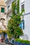 Plant on the wall of privat houses in Amalfi. Italy