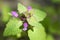 Plant weeds with lilac leaves and flowers