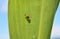 On the plant Western corn beetle