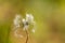 Plant which gives seeds in the form of down. Fluffy plant close up