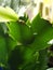 plant Wild green Kaktus