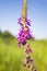 Plant willow-herb (Purple-loosestrife).