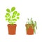 Plant withering. Blossom and wilt flowers in the pots. Houseplant dying without care and watering. Vector flat cartoon
