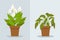 Plant withering. Two vector scenes with a healthy and a wilting plant. Flower care, house plant care mistakes