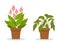 Plant withering. Two vector scenes with a healthy and a wilting plant. Flower care, house plant care mistakes