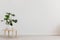 Plant on wooden table against white empty wall with copy space in living room interior. Real photo. Place for your furniture