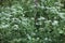 The plant yarrow with white inflorescences grows among other diverse green grass