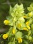 Plant with yellow flowers