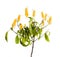 Plant with yellow flowers close up isolated on white background