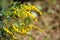 plant with yellow flowers Solidago and and a small fly in summer. Herbal medicine