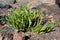 Planta en el desierto de Atacama