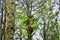 Plantae Asplenium nidus Polypodiopsida Aspleniaceae Polypodiales Pteridophyta is a bird's nest fern