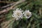 Plantago argentea - Wild plant shot in the spring.